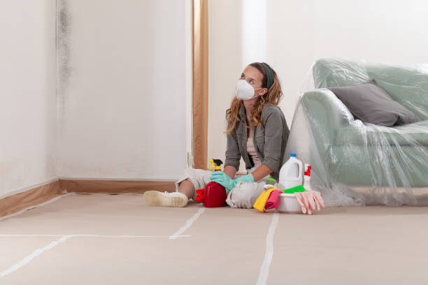 Reliable Basement Mold Removal contractor in Rhodelia, KY by Cheap Mold Removal