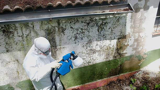 Trusted Crawl Space Mold Removal service in Rhodelia, KY - Cheap Mold Removal